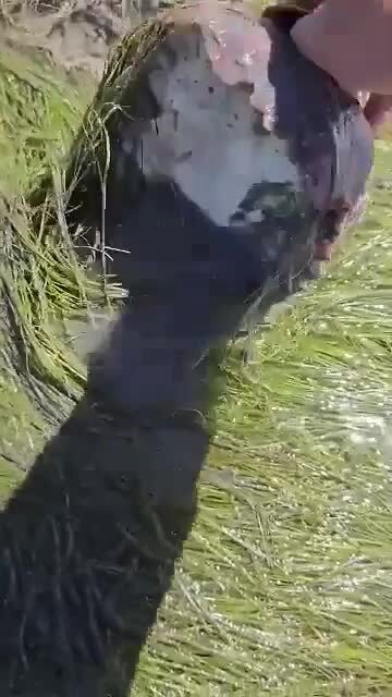 Подозрительная неизвестная хрень