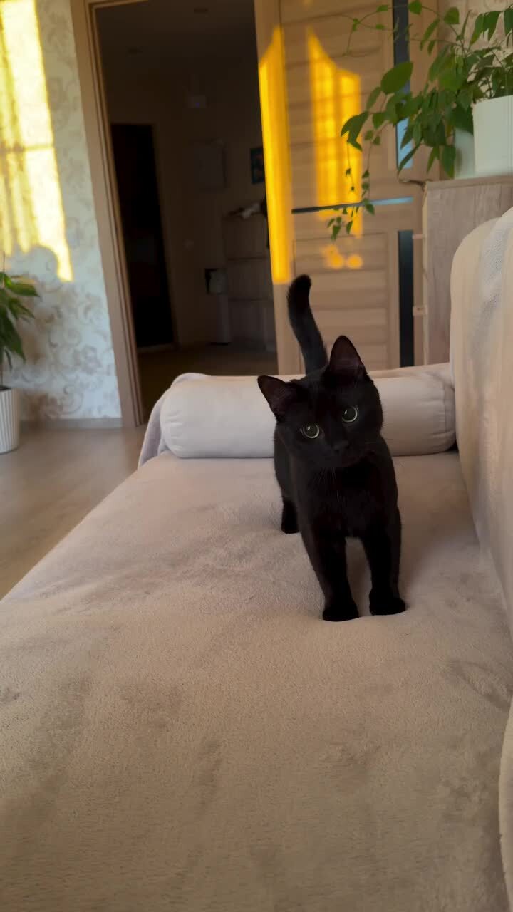 Нападение черной пантеры