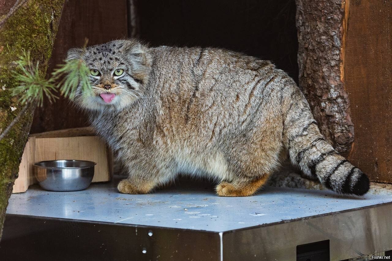 Манул Борис в парке Роев ручей готовится к ужину