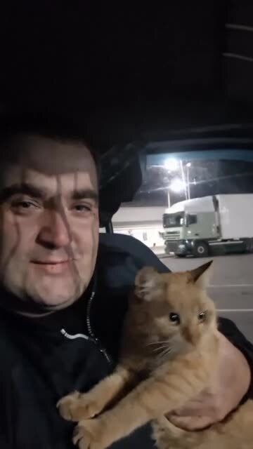 Дальнобойщик развёлся с женой из-за кота — пушистый сбежал, а мужик потерял и...