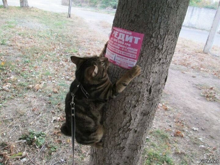 Наклею объявления, поиграю с вашим ребёнком, проверю свежесть купленных вами ...