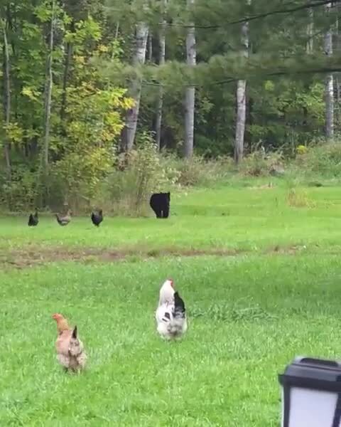 Всякое видывали, но чтобы медведя куры гоняли