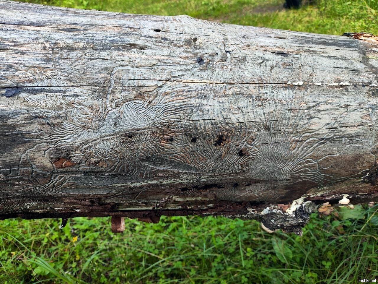 Вот такой рисунок от жучков