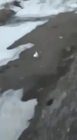 Заяц, который поспорил в скорости с тепловозом, причём победил