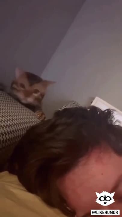 Давай вставай