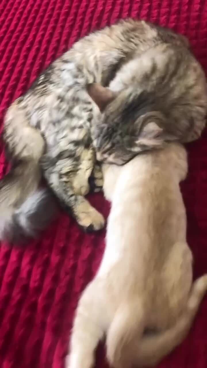 Зачем вы его принесли