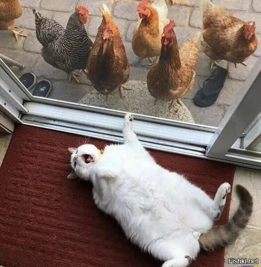 Кот явно переигрывает перед зрителями