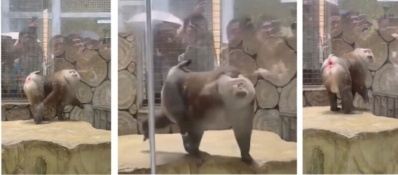 Ф-фотомодель