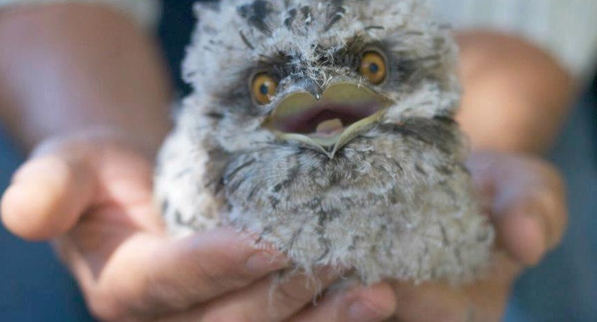 Пернатый мастер маскировки