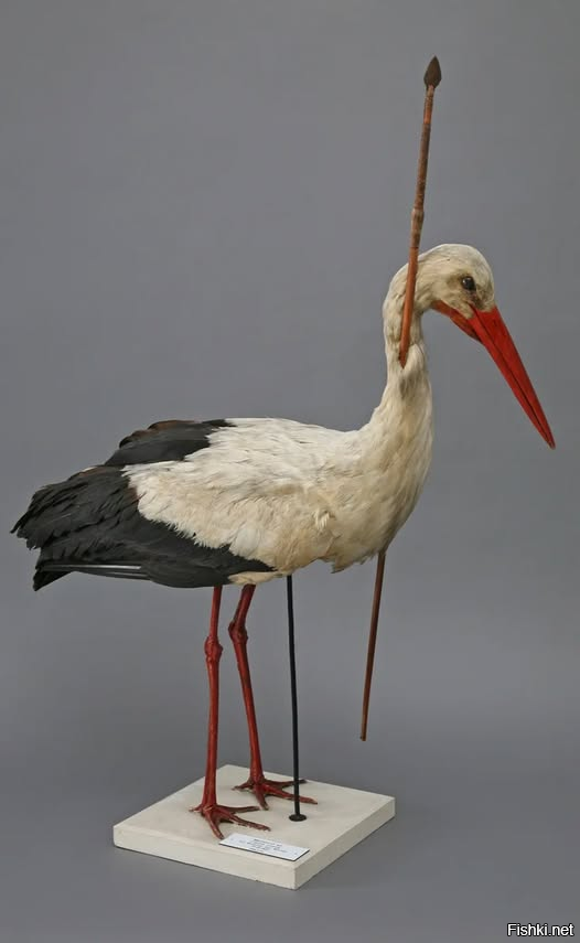 В 1822 году в Германии был найден белый аист с 75-сантиметровым копьём из Цен...