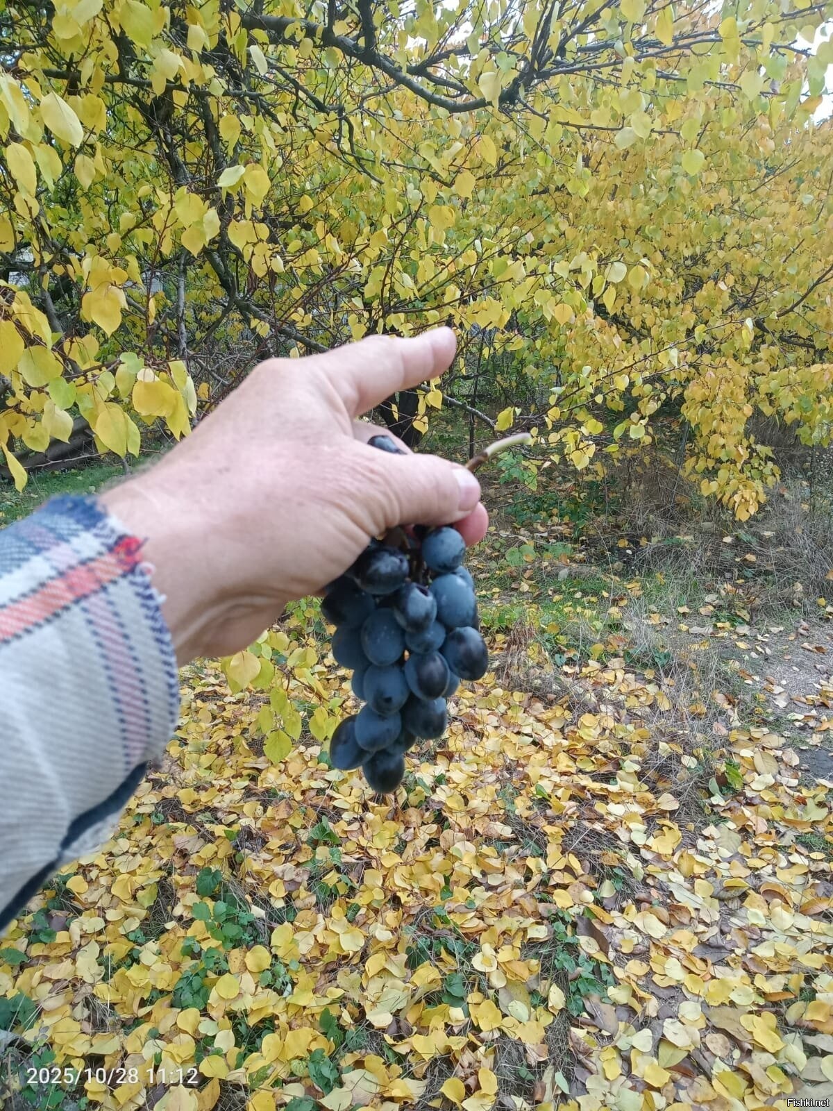 За ночь листья абрикоса совсем пожелтели