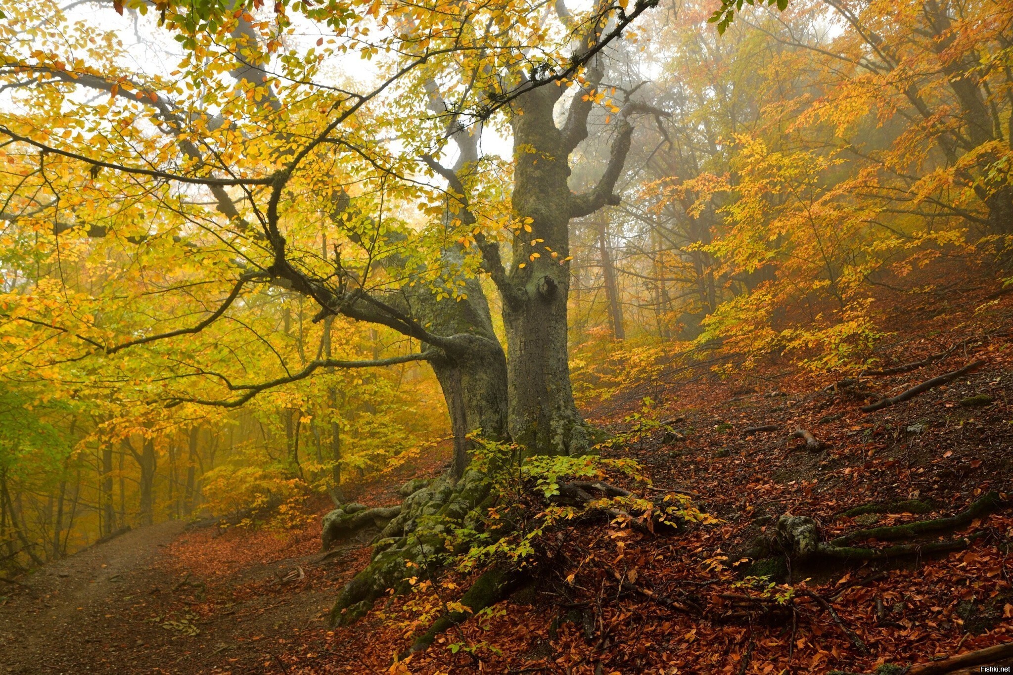 Крымский лес в туманной дымке