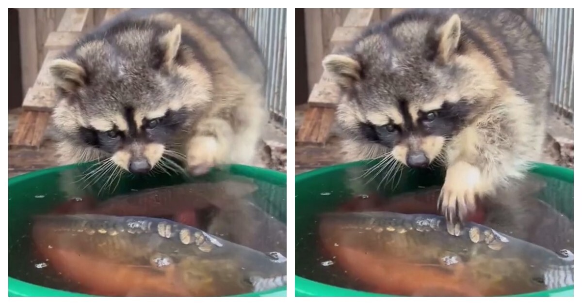 Енот и рыба в тазу