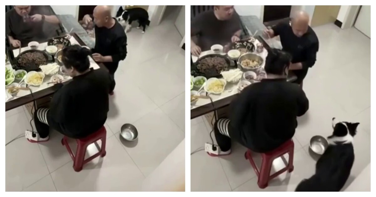 Голодный пёс проучил хозяина