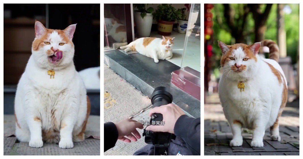 Парень устроил фотосессию уличному коту