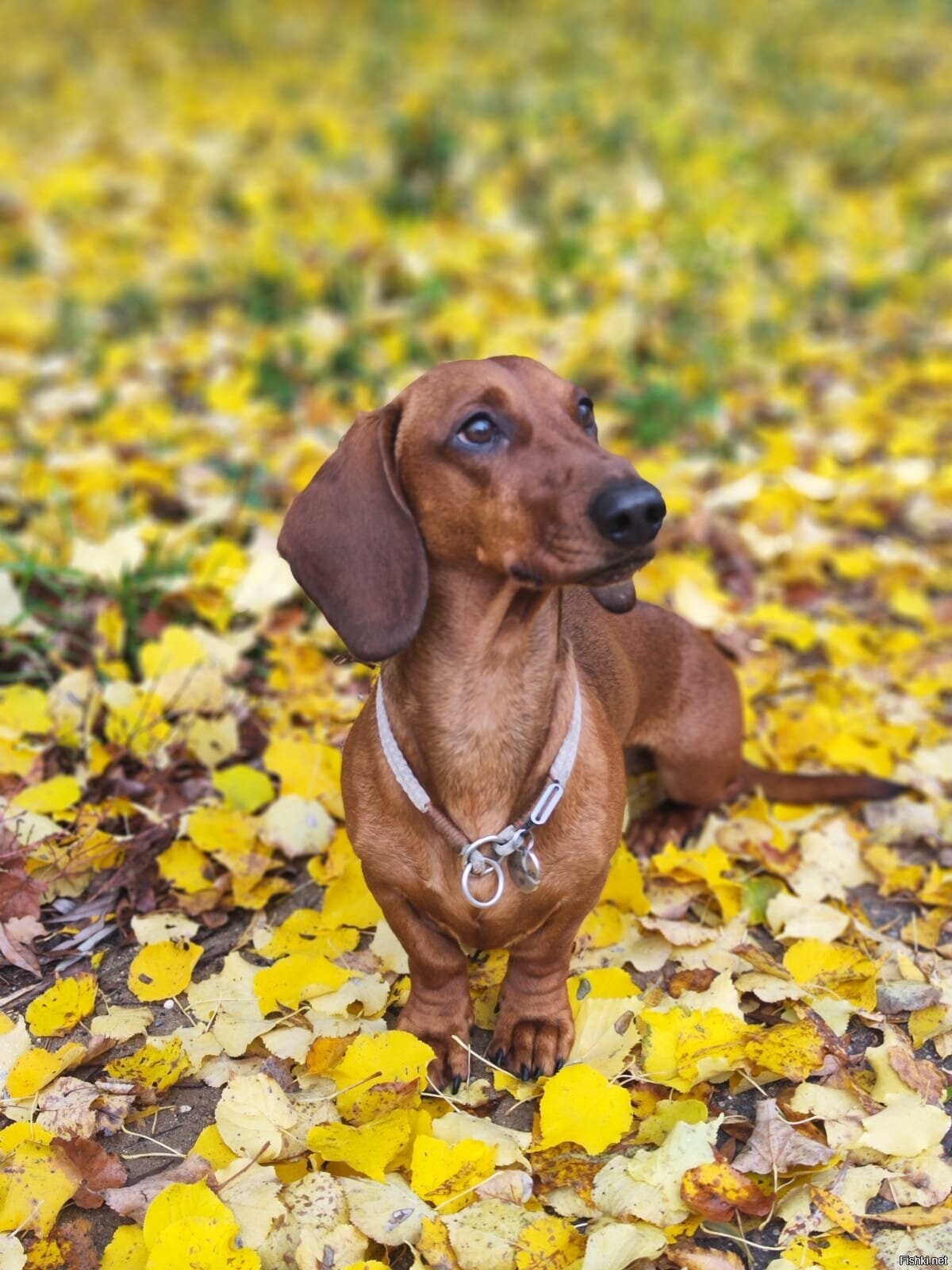 Осенних таксиков вам в ленту