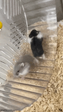 Жизнь как она есть