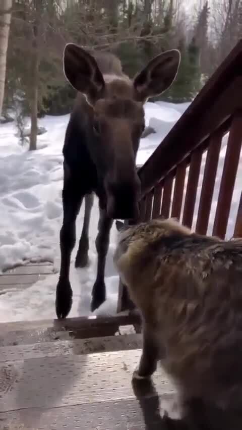 Сохатый, каким тебя ветром
