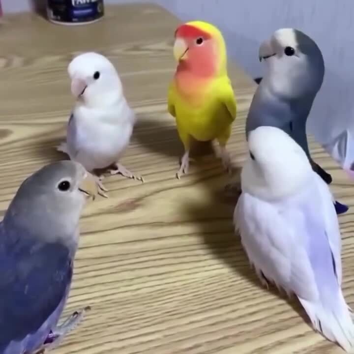 Жаркий спор)