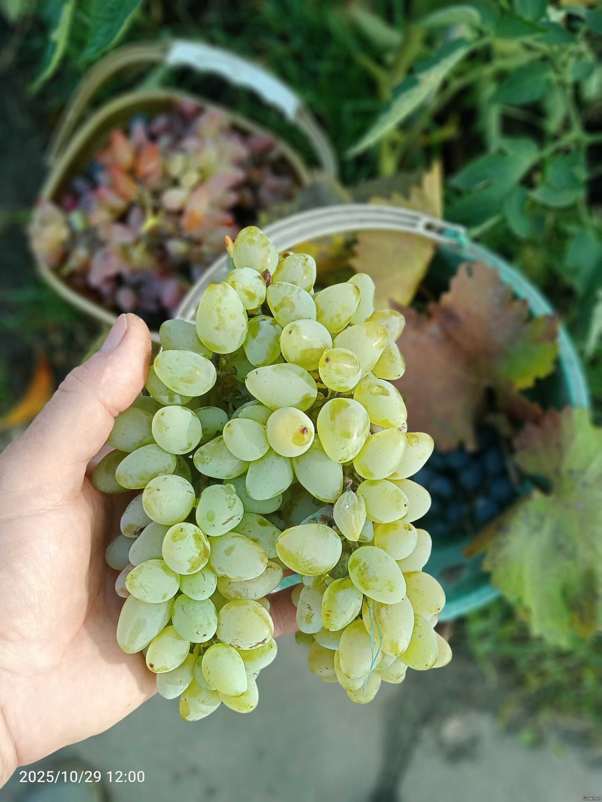 Собрал сегодня последние два ведра винограда