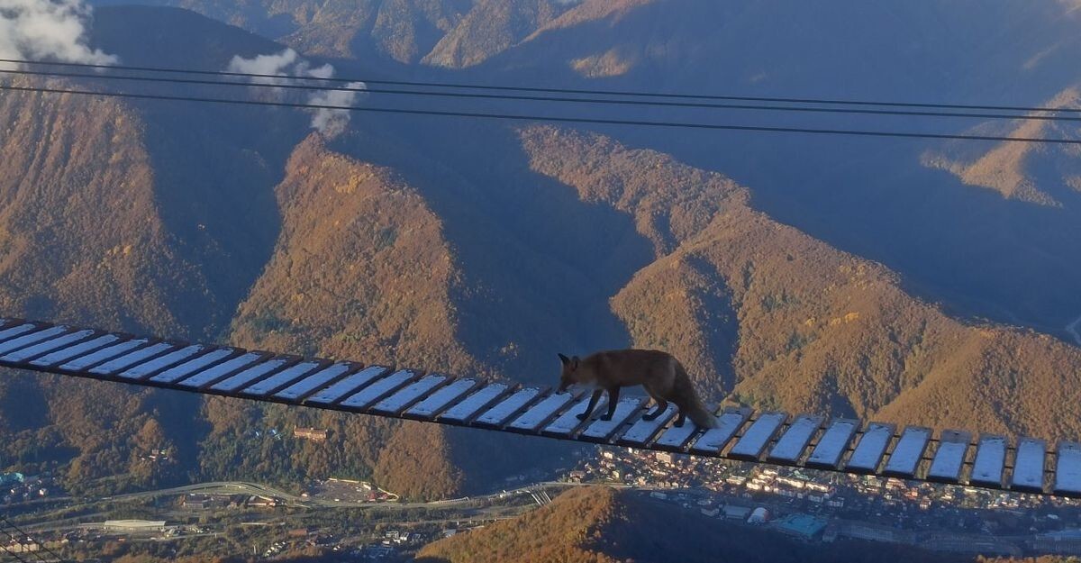 Лиса прогулялась по подвесному мосту