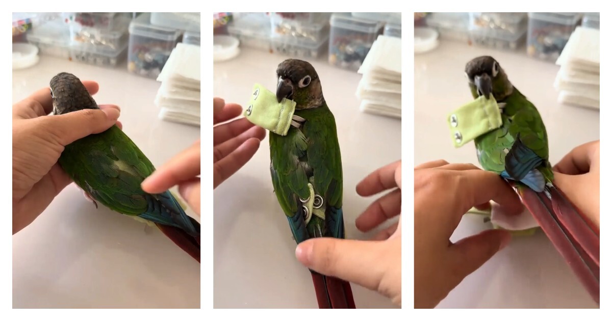 Женщина показала, как меняет подгузник попугаю