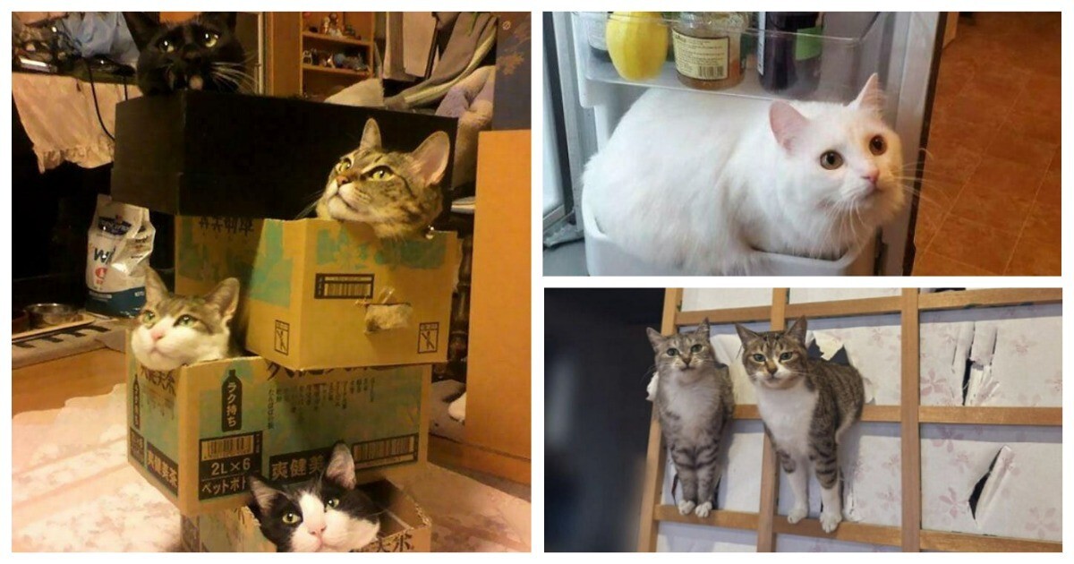 35 доказательств, что котикам везде удобно