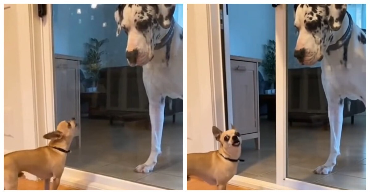 Когда ты смелый только за стеклом