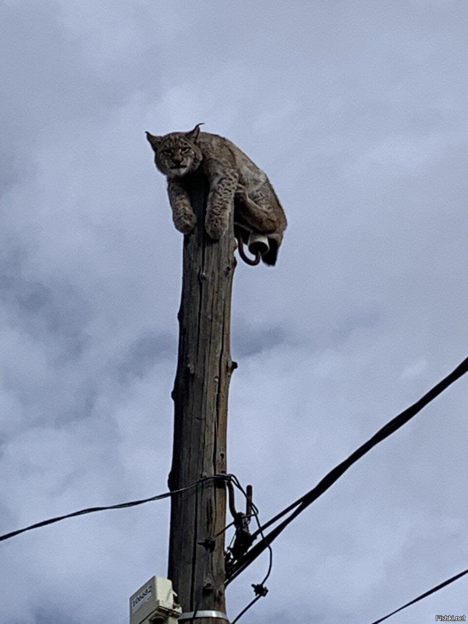 Котики бывают разные