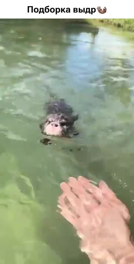 Вот Вам выдрочки , в ассортименте 