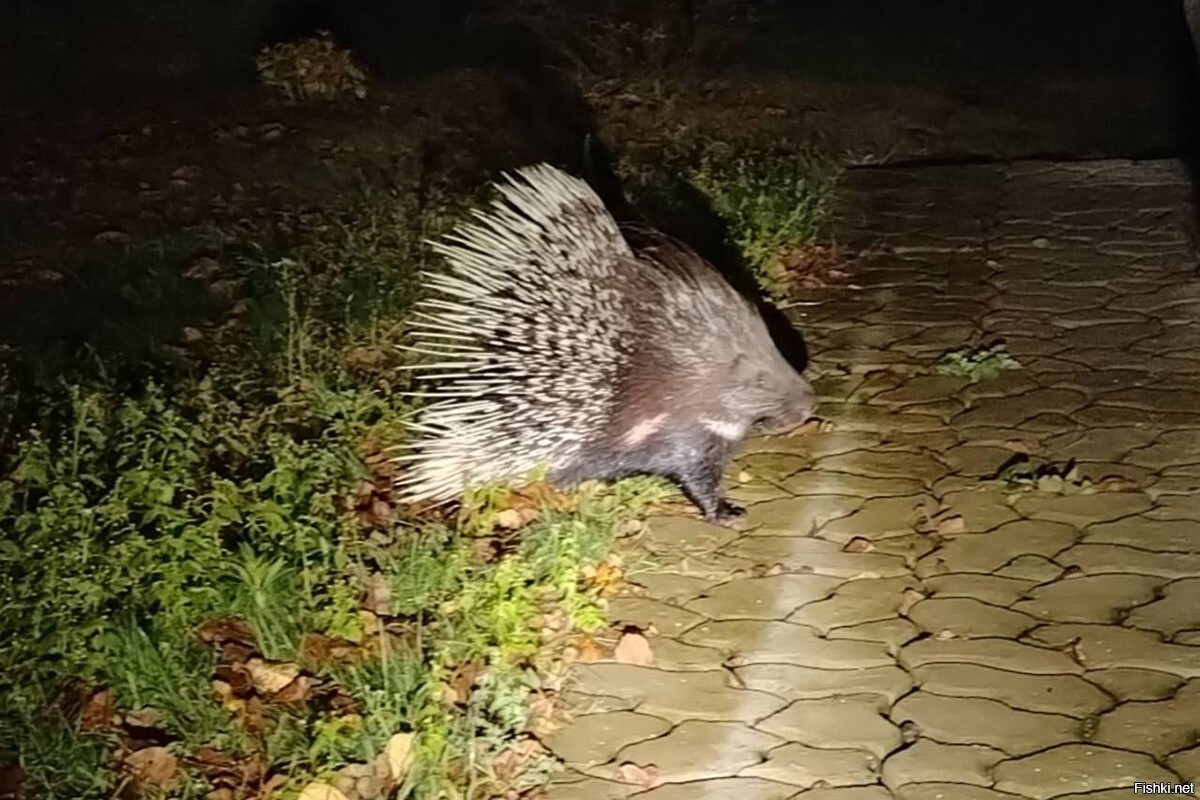 В деревне Гомельской области завёлся дикобраз