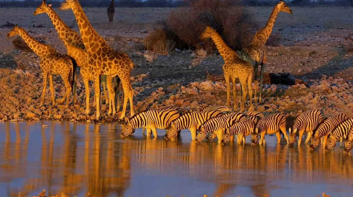 Водопой: место максимальной опасности в Африке