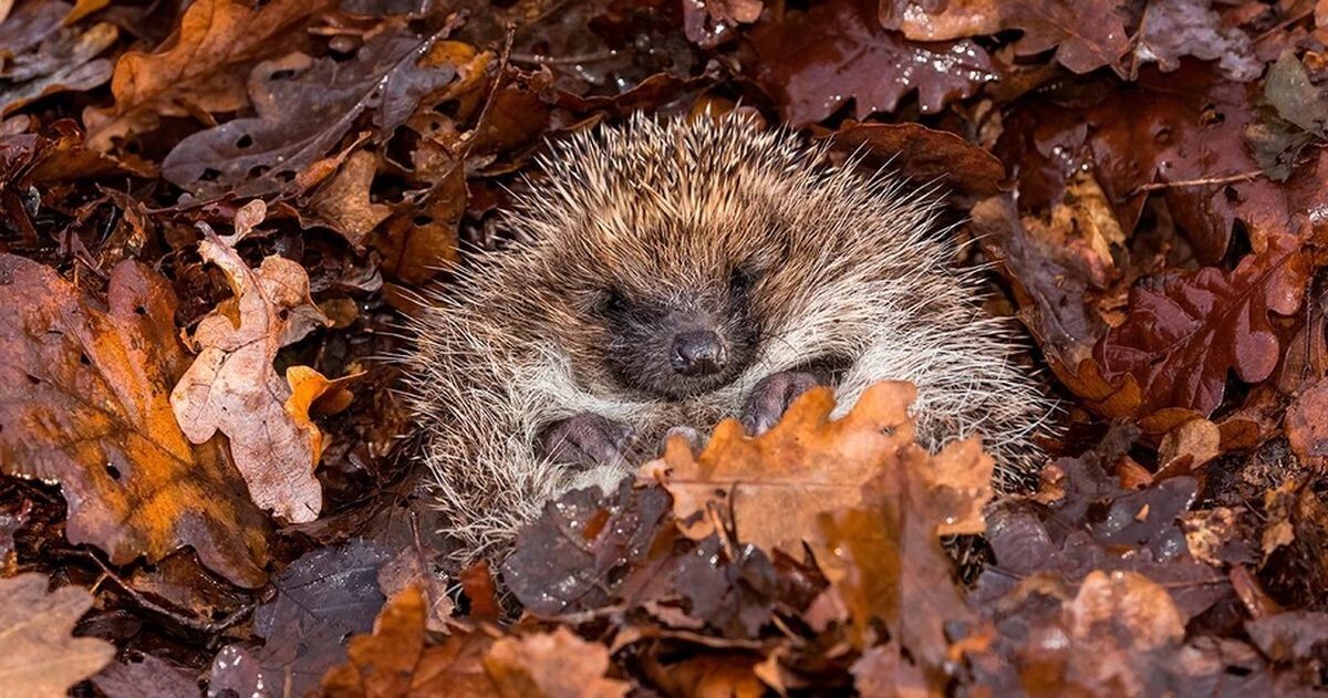 Ёж готовится к зимней спячке