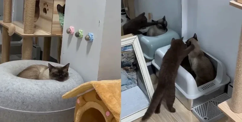 "Лучшее решение": владелица показала, как побороть апатию кота простым способом