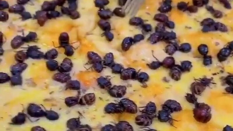 Как в Бразилии муравьи-деликатес украшают пиццу