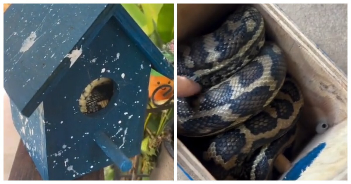 Австралия в своём стиле: скворечник захватила змея