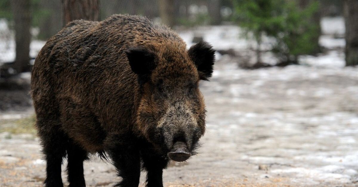 Кабан забежал в магазин во Франции