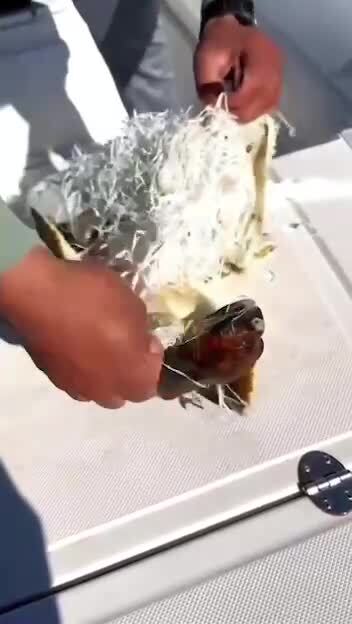 Спасение черепахи