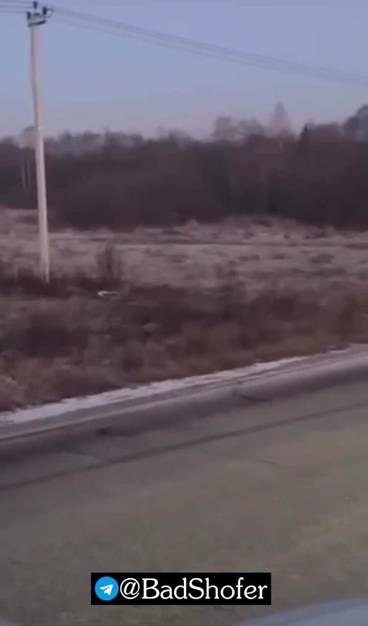 Жаль сохатого