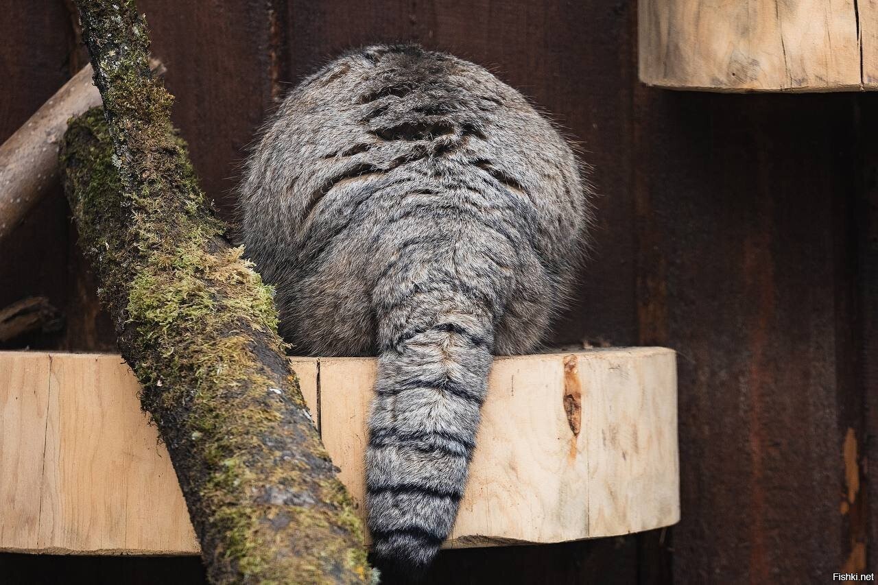 Угадайте кто