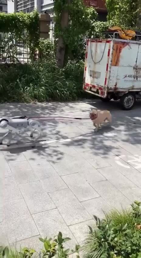 Началось: в Китае нашли собаку-робота, которая выгуливает