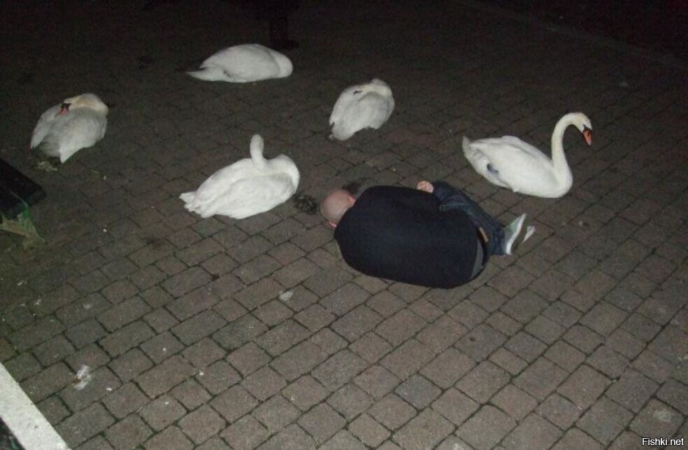 Гадкий утёнок