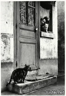 -Здрасти,а Мурка выйдет