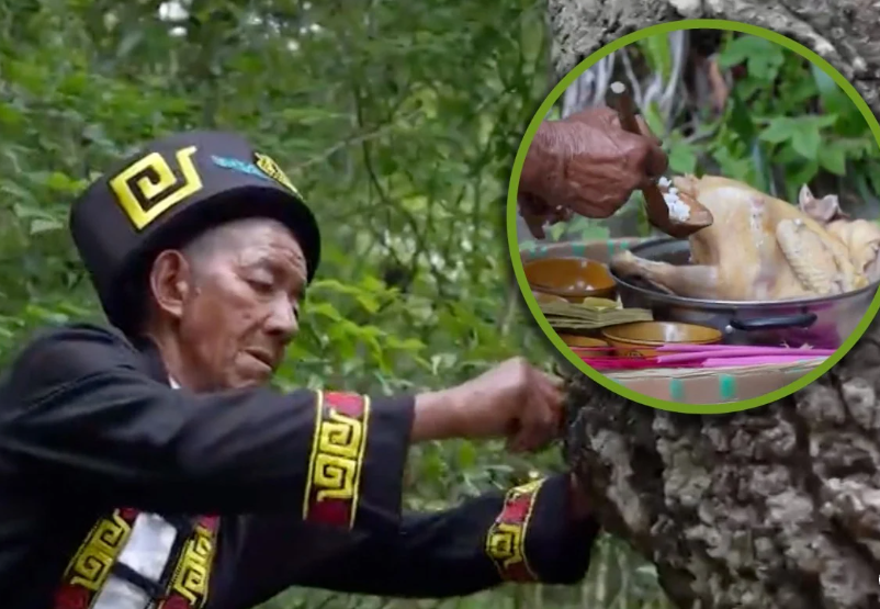 Дерево-обжора: почему в Китае деревья «едят» свинину и пьют вино