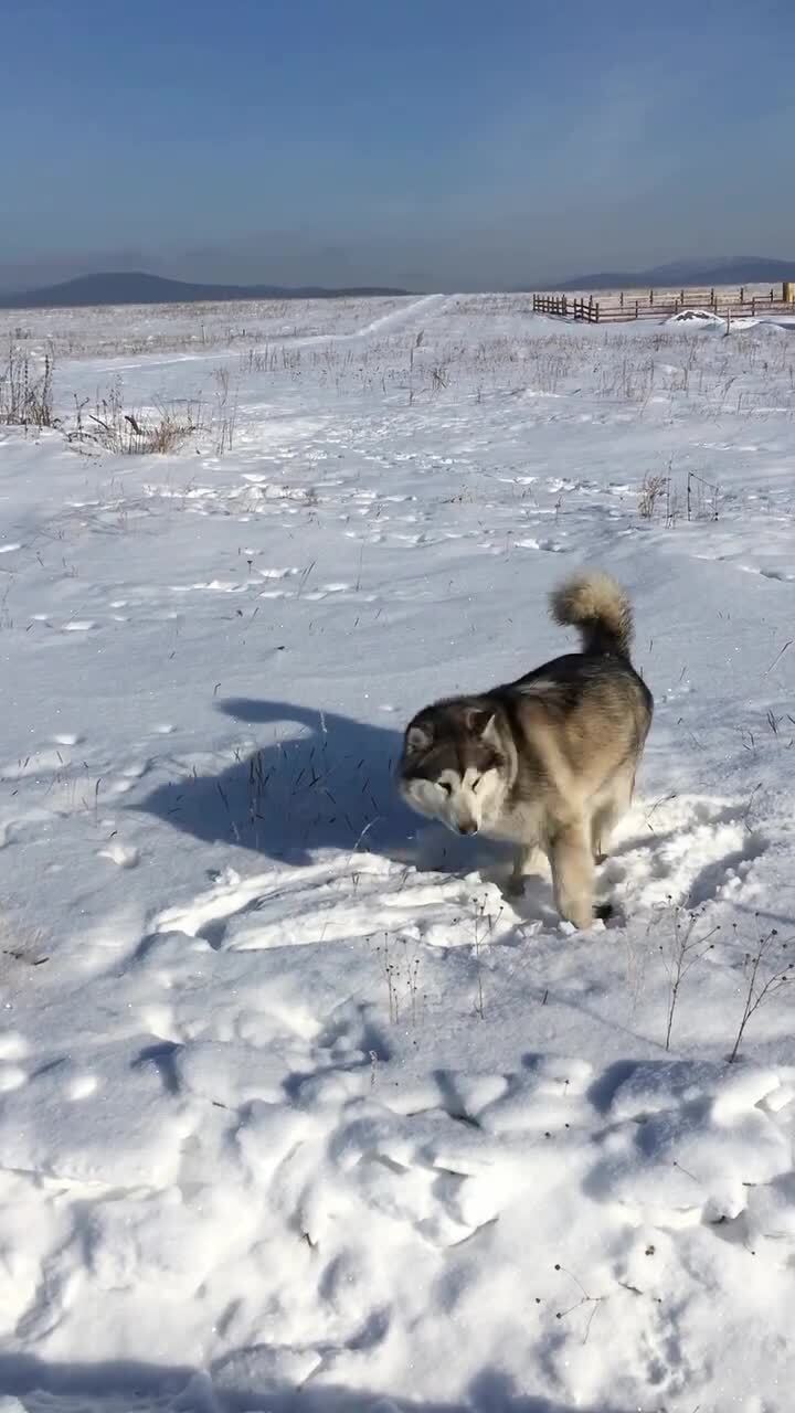 А мышонок умней 