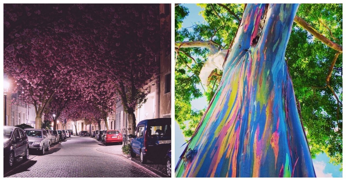 15 столь уникальных и прекрасных деревьев, что в их существование сложно поверить