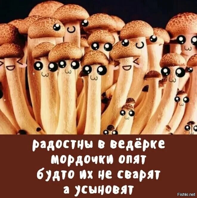 Грибной сезон