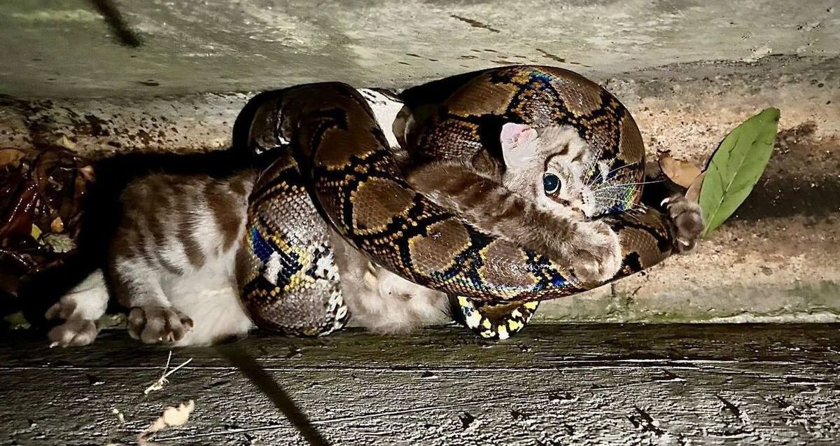 Мужчина спас кошку, которую схватила змея