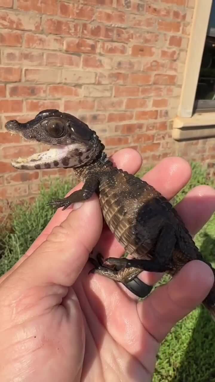 Пол новорожденного аллигатора определяется температурой