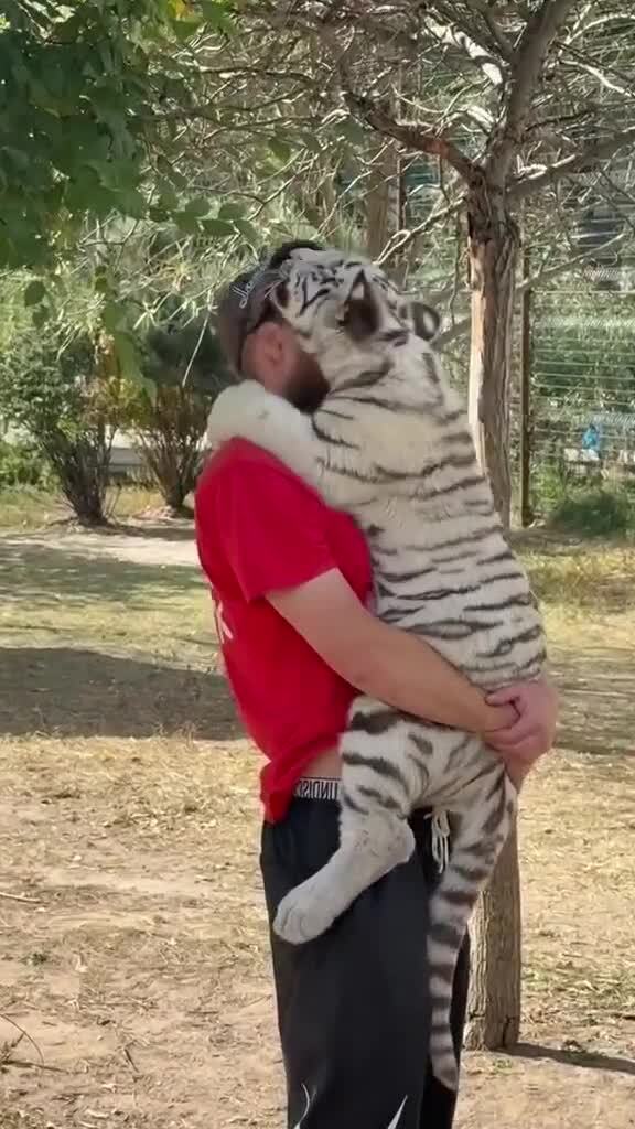 Жуткое видео нападения зверя на человека